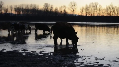 Cow in the river Video stock 83543052