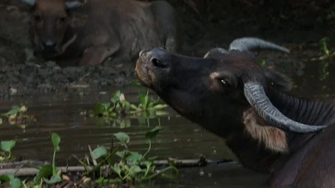 Cow in river Stock-Footage 101493205