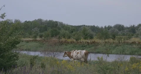 Cow by the river Stock Footage 107246624