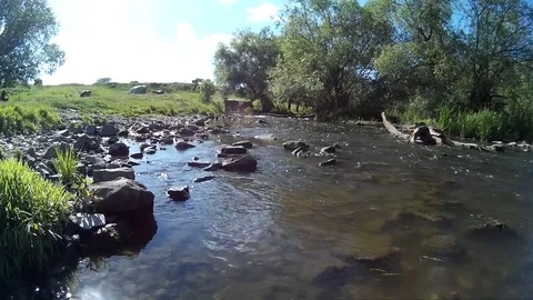 Cow in a river Khmelnytskyi Ukraine Stock Footage 76563347