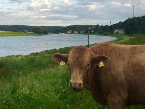 Cow by the river Stock Photos