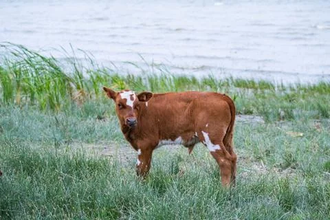Cow in the river Stock Photos