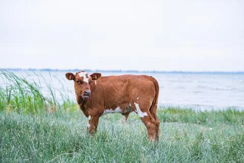 Cow in the river Stock Photos