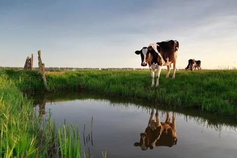 Cow by river at sunset Stock Photos