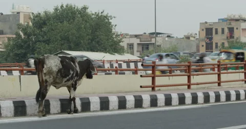 The cow on the road Stock Footage 154691636