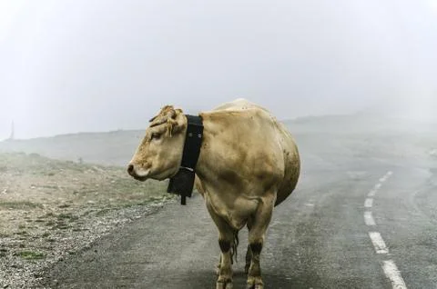 Cow on the road, high in the cold mountain of navarra in spain. Stock Photos