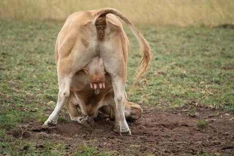 Cow rolls on the ground while pooping Stock Photos