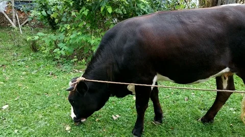 Cow on the rope grazing. Stock Footage 99297825