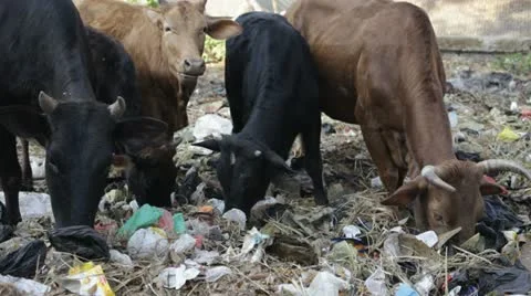 Cow. Rubbish. Видео 10824464