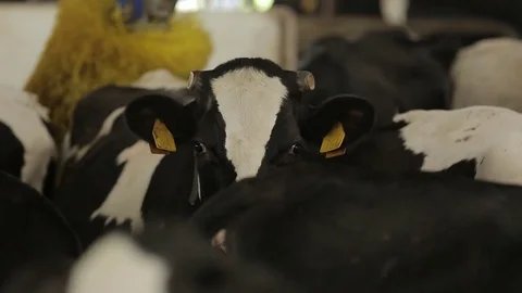 The cow rubs the neck of the automatic brush Stock Footage 73554074
