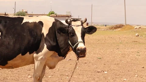 Cow ruminating close-up, chewing cud with detailed mouth and teeth movements Stock Footage 317883947