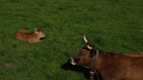 Cow ruminating 動画素材 150819230