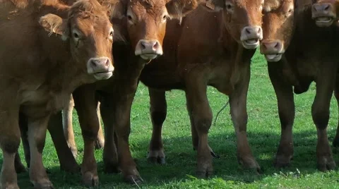 Cow ruminating in a loan Stock Footage 50011232