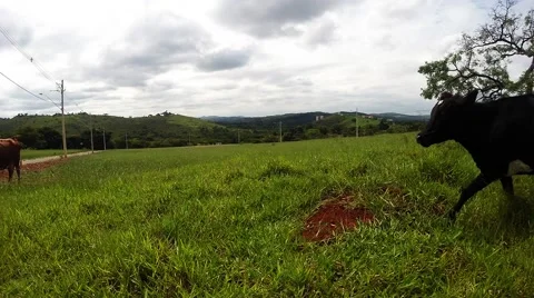 Cow Running Stock Footage 48856027