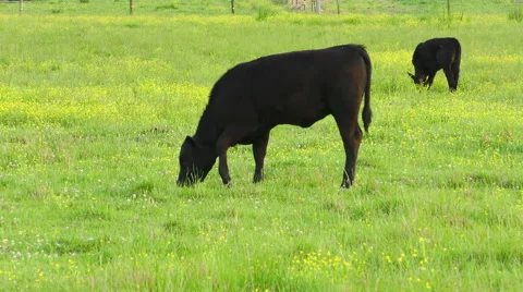 Cow in a Rural Field Stock Footage 50035013