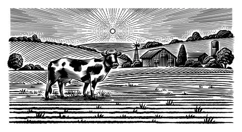 A cow on a Rustic meadow hand drawn village landscape illustration with fields Stock Illustration