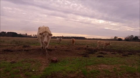 Cow with salt lick Stock Footage 72193336