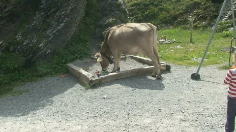 Cow in sandbox Stock Footage 809242