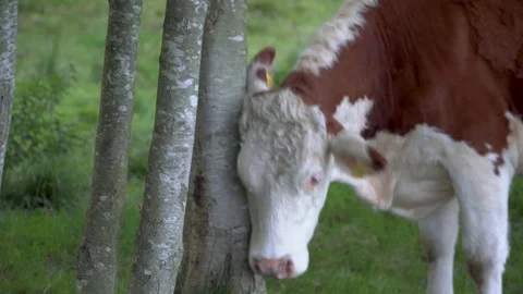 Cow scratching against tree 스톡 동영상 115964118