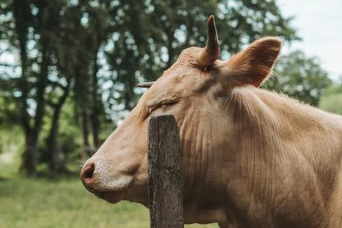Cow scratching her head on a piece of wood Stock Photos