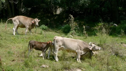 Cow scratching its neck with a large rock. Stock Footage 297699930