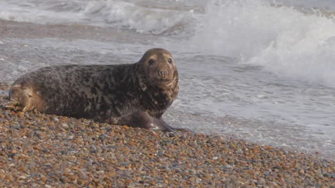 Cow seal on shingle beach Stock Footage 168716761