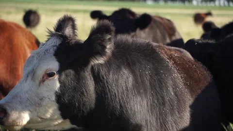 Cow shaking off flies Stock Footage 132354440