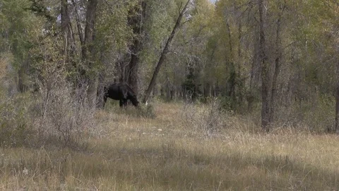 Cow Shiras Moose in Fall Vídeos de archivo 80645339