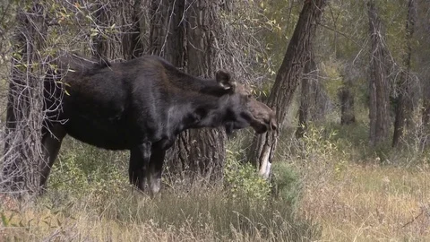 Cow Shiras Moose Grazing Stock Footage