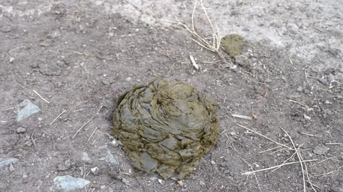 Cow shit cake lying on the ground, top view, use of manure for construction Stock Footage 281195162