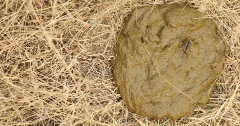 Cow shit in fields Video stock 86578975