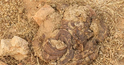 Cow shit Video stock 86622006