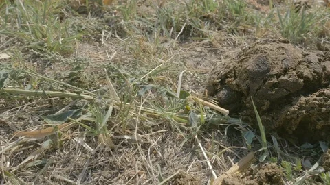 The cow shit  is on the grass Stock-Footage 81105338