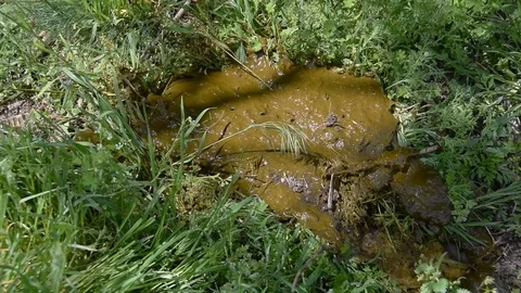 The cow shit, poop on the grass. The cow shit, poop. The wind is blowing. Stock-Footage 70568053