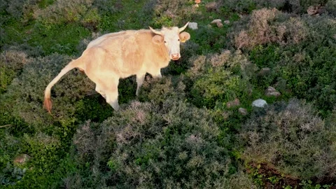 Cow shits on fresh grass, young cows, heifers graze in pasture, concept human Stock Footage 231506743