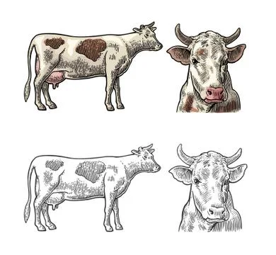 Cow. Side and front view. Hand drawn in a graphic style. Vintage vector Stock Illustration