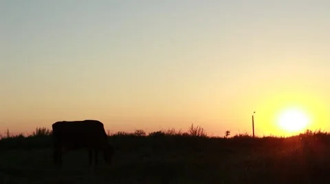 Cow silhouetee at the sunset Stock Footage 52535291