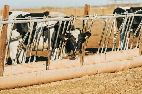 Cow with a single horn eats feed in a trough through bars Stock Photos