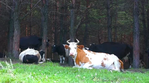 Cow sit on the grass Stock Footage 67478450