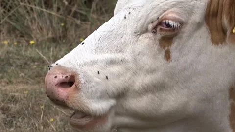 A cow sits on the ground and ruminates. Video with cow Stock Footage 281588526