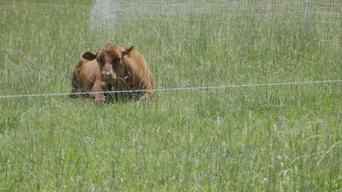 Cow sitting in field Video stock 197844529