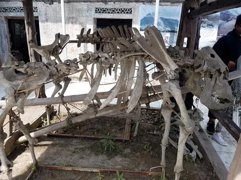 Cow Skeleton Bones Stock-Fotos