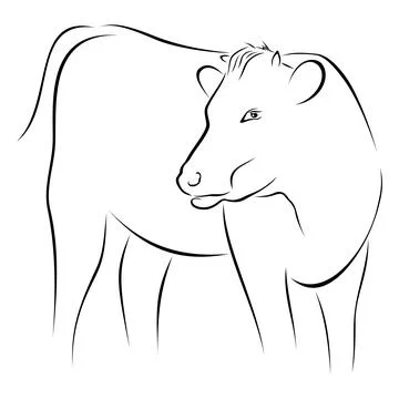 Cow on sketch Stock Illustration