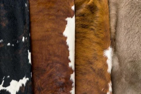 Cow skin Pattern texture black white red gray Stock Photos