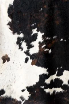 Cow skin Pattern texture black white Stock Photos