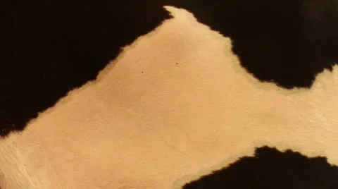 Cow Skin texture Stock-Footage 56858602
