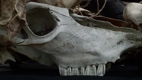The cow skull. buffalo Stock Footage 70548740