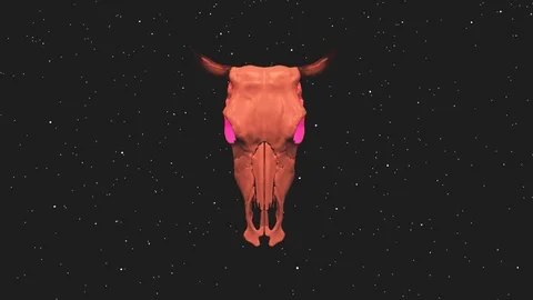 A cow skull on a dark gray background Stock Footage 72365871