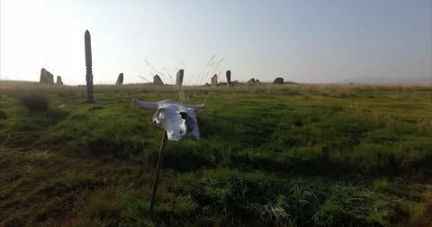 Cow Skull - Death Valley - 4K Stock Footage 68161253