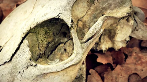 The cow skull in the dry leaves Stock Footage 34380873